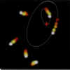 star_trajet.jpg (7486 octets)